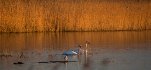 Sunrise with swans