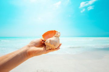 Closeup on sea shell in hand of woman on beach