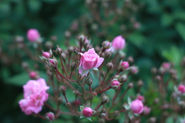 pink flowers in garden