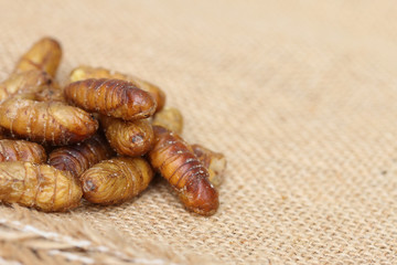 Close up of fried silkworm,Traditional Thai food