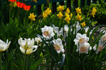Fototapeta premium field of tulips