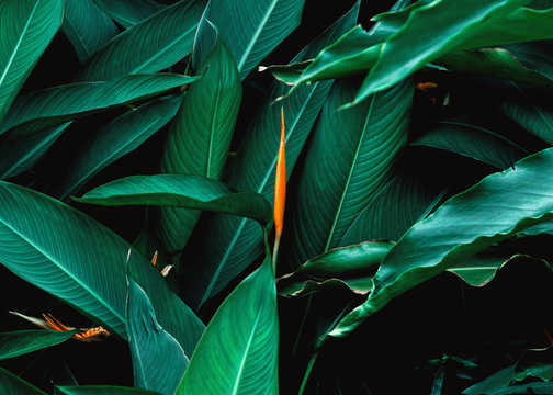 Fototapeta Dark green leaf with flower in tropical jungle nature background