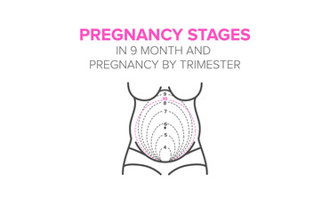 pregnancy stages in 9 month