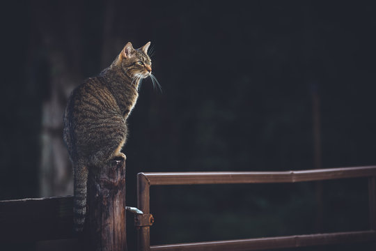 Cat Sitting On Fence