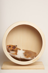 Syrian hamster play with an hamster wheel