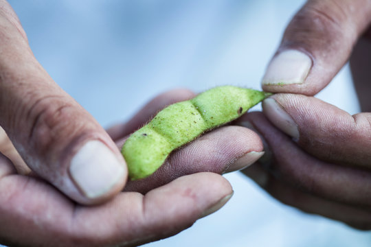 High angle close up of farmer holding Edamame beans in his palm.