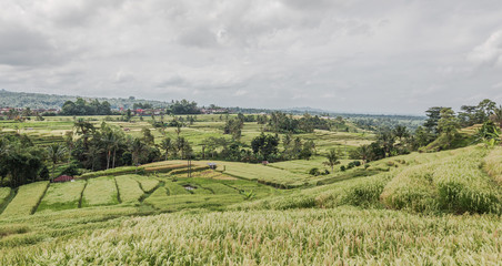 Rice field Terrace 