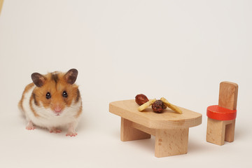 Syrian hamster eat from a table