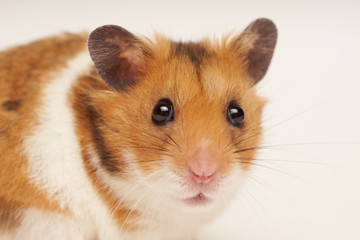 Syrian hamster portrait