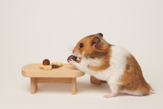 Syrian hamster eat from a table