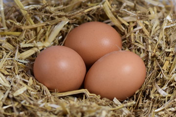 eggs in a nest