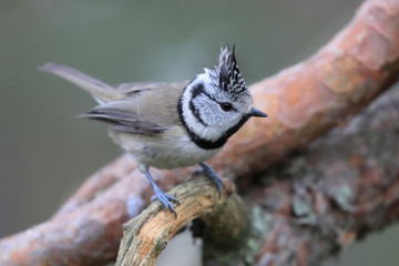 crested tit 