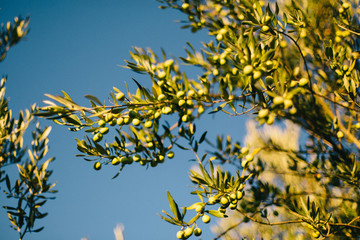 Olive tree