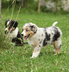 Amazing puppy moving in the garden