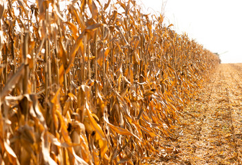 Harvesting of corn field with combine