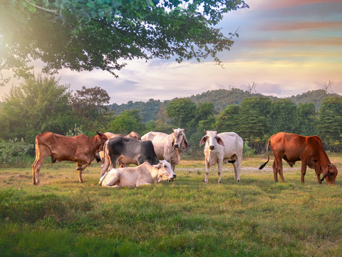 Indian Cow Farmer Images – Browse 3,376 Stock Photos, Vectors, and Video | Adobe Stock Indian Cow Farmer Images – Browse 3,376 Stock Photos, Vectors, and Video | Adobe Stock