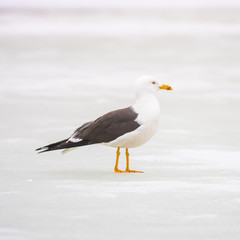  Great black-backed gull (Larus marinus)