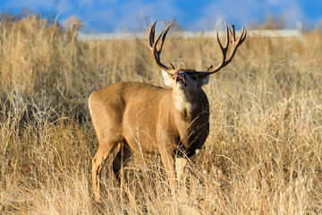 Wild Deer on the High Plains of Colorado - Mule Deer Buck