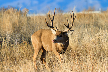 Wild Deer on the High Plains of Colorado - Mule Deer Buck
