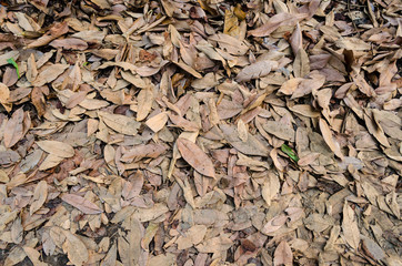 background full of dried fallen leaves on the ground floor.