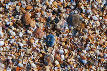 shell beach pattern