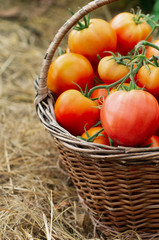 Wattled basket filled with red ripe tomatoes. Autumn harvest.