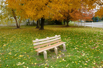 The scenery of autumn