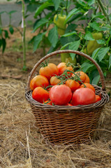 Fototapeta na wymiar Wattled basket filled with red ripe tomatoes. Autumn harvest.
