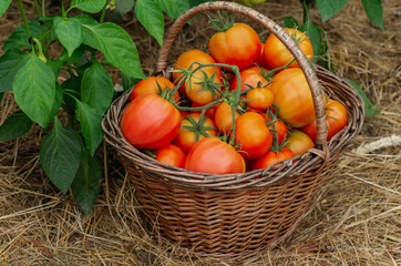 Wattled basket filled with red ripe tomatoes. Autumn harvest.