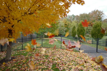 The scenery of autumn