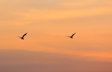 Fototapeta na wymiar Seagulls flying freely on the sky at sunset