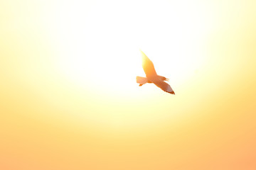 Seagull flying freely on the sky at sunset. 