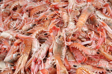 Fresh seafood closeup