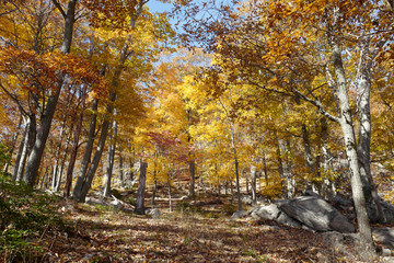 The scenery of autumn
