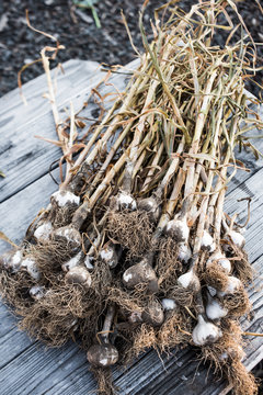 Garlic bulbs on stalks