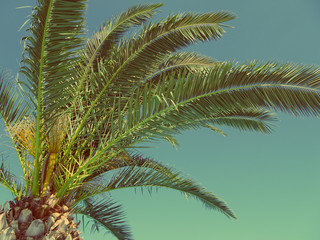 Palm leaves vintage toned photo. Tropical background, print