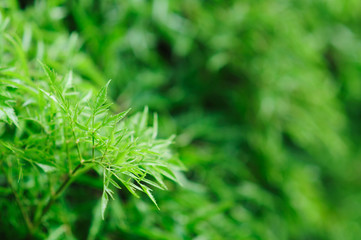 Fresh green tree leaves, frame. Natural background, Fres