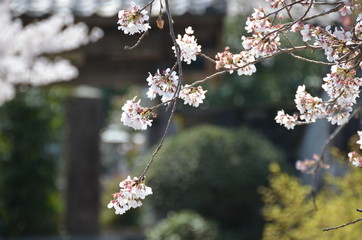 A beautiful cherry tree in Japan