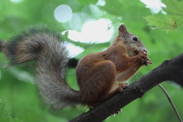 Cute small squirrel eating a nut