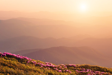 Rhododendrons blossom on mountain slopes in spring
