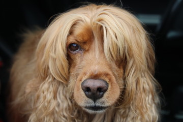 Amazing picture of my girlfriend's dog