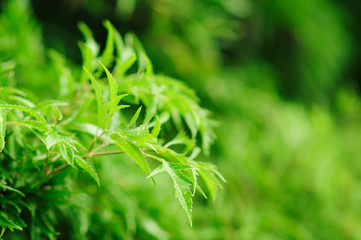 Fresh green tree leaves, frame. Natural background, Fres