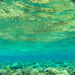 Fototapeta na wymiar Beautiful underwater scene of some tropical sea