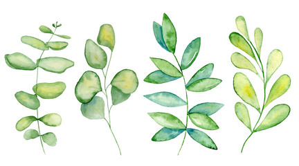 Watercolor mistletoe and eucalyptus leaves