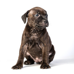 cute brown english staffordshire bull terrier puppy lying isolated on white background, close-up 
