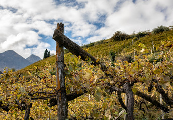 Vineyard in Autumn, South Tyrol, Termeno