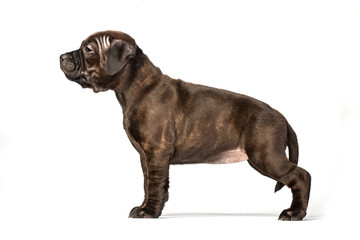 cute brown english staffordshire bull terrier puppy lying isolated on white background, close-up 
