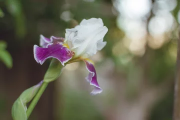 Gordijnen purple narcis  flower © Дарья Шмакова