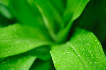 Fresh green tree leaves, frame. Natural background, Fresh green tree leaves after rain