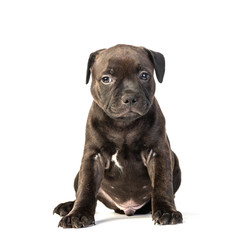 cute brown english staffordshire bull terrier puppy lying isolated on white background, close-up 
